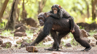 Junge Schimpansen sind zwei bis drei Jahre von ihren Müttern abhängig.