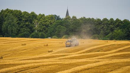 19.07.2023, Brandenburg, Biesental: Ein Landwirt fährt mit seinem Traktor über ein Getreidefeld und produziert Strohballen. (zu dpa: «Regen sorgt für Zwangspausen bei Getreideernte - Sorge um Qualität») Foto: Soeren Stache/dpa +++ dpa-Bildfunk +++