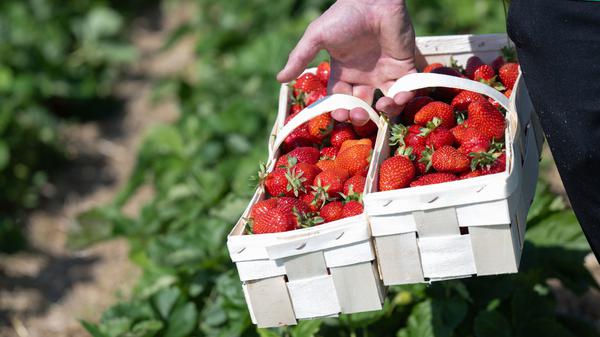 Erdbeeren frisch vom Feld sind oft aromatischer als im Supermarkt.