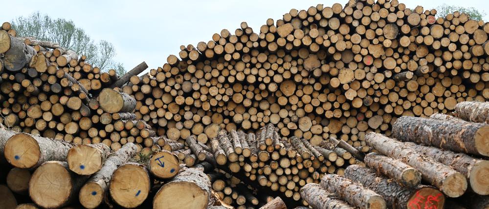 Vor allem bei Energie und Holz sind die Preise auf Herstellerebene im Juli so stark gesunken wie zuletzt in der globalen Wirtschafts- und Finanzkrise.