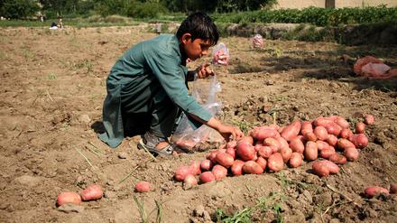 Ein Kind erntet auf einem Feld in der afghanischen Provinz Nangarhar Kartoffeln.