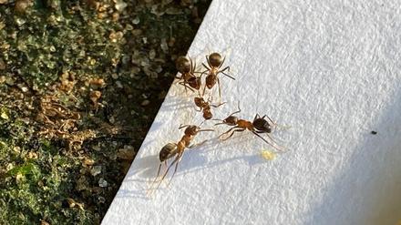 Arbeiterinnen der Zweifarbigen Wegameise zerstückeln in einem Park in Manhattan eine Ameise einer anderen Art. 