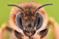 Das Geschaft Mit Den Bienen Honigbienenhaltung Hat Mit Naturschutz Uberhaupt Nichts Zu Tun Wirtschaft esspiegel