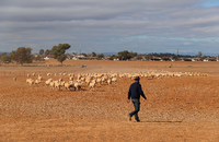 Farmarbeiter Glenn McCosker auf einer Schafsfarm in Tamworth im australischen Bundesstaat New South Wales. Die Tiere müssen gefüttert werden, Pflanzen finden sie seit Monaten nicht. Das Bild stammt vom 2. Juni 2018.