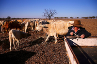 Farmer May McKeown füttert ihre verbleibenden Rinder auf ihrem Grundstück am Rande des Städtchens Walgott in New South Wales (Aufnahme vom 20. Juli 2018).