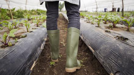Farmer wearing rubber boots walking in farm model released, Symbolfoto property released, IKF00941