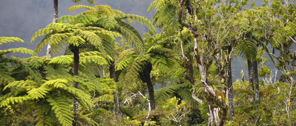 Fotografen mögen den Regen auf Réunion nicht. Aber die Farnwälder. Deshalb gibt es von letzteren hübsche Bilder, vom schlechten Wetter dagegen eher keine.