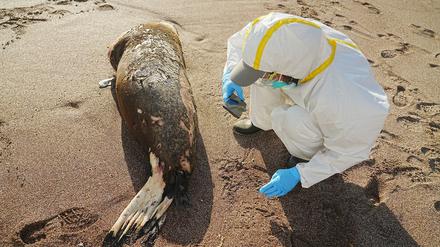 Ein toter Seelöwe wird am Strand untersucht. 