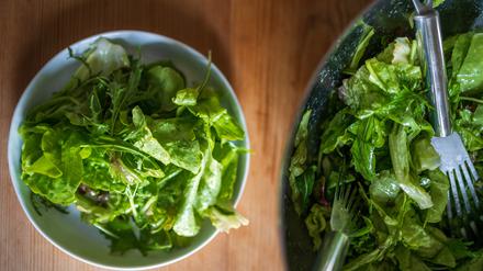 Grüner Salat aus grünem Eichblatt- und rotem Kopfsalat sowie Rucola und Asia-Salaten.