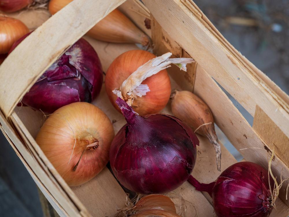 Herrin der Ringe: Warum die Zwiebel in der Küche unverzichtbar ist