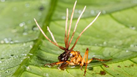 Cordyceps sprießt aus dem Ameisenkörper, um diesen an Ort und Stelle festzukleben, und produziert antimikrobielle Stoffe, die andere Erreger auf Abstand halten. 