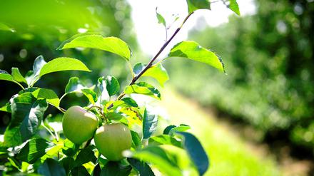 Grüne Äpfel in der Nähe von Grojec (Archivbild vom 4. August 2014).