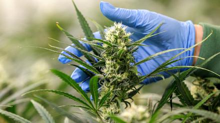 Der Konsum von Cannabis zu Genusszwecken soll Erwachsenen in begrenztem Umfang künftig erlaubt sein. 