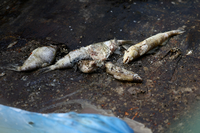 Tote Fische in der Oder. Die im Auftrag des Landes Bandenburg arbeitenden Fachleute gehen weiter davon aus, dass das Fischsterben ein „multikausales Ereignis“ war, also mehrere Ursachen hatte.