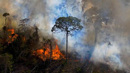 Unter der Bolsonaro-Regierung kam es zu den höchsten Abholzungsraten seit Beginn der Satellitenaufzeichnungen.