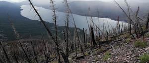 Bäume, die von Waldbränden 2017 verbrannt wurden,  im Glacier National Park, Montana.