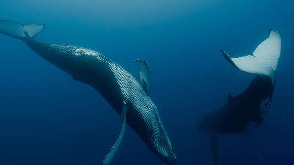 Der Dokumentarfilm „Whale Nation“ zeigt Wale als Hüter des Planeten - und Vorbilder für menschliches Miteinander.