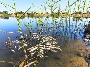 Tote Fische schwimmen in der Oder bei Brieskow-Finkenheerd. 