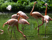 Der Umbau des Tierparks wird auf Sparflamme laufen - die Flamingos fühlen sich trotzdem wohl.