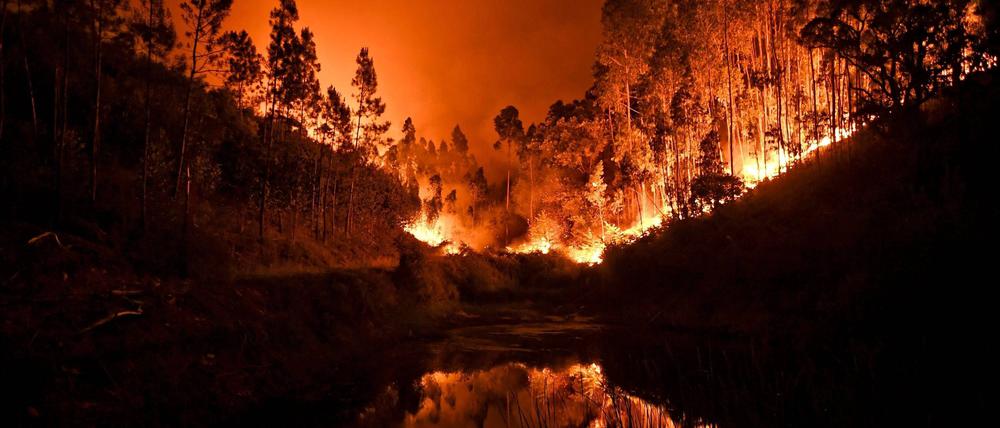 Flammen eines Waldbrandes an der Algarve.