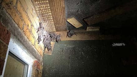 Der erste Vorsitzende des Vereins Bat leuchtet auf eine Gruppe Fledermäuse in einer Ecke eines begehbaren Fledermausgeheges in der Zitadelle Spandau.