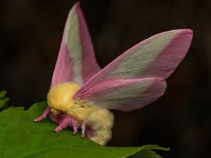 So hübsch der Falter Dryocampa rubicunda mit seinen zarten Farben und der wilden Löwenmähne aussieht: Zu sehen bekommt man ihn nur nachts.