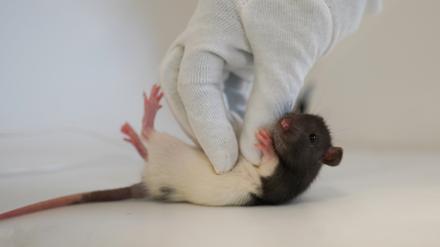 Wenn Ratten gekitzelt werden, springen sie nicht nur vor Freude, sondern lachen auch in Form von Quietschtönen. 