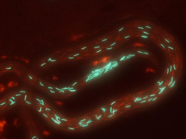 Mithilfe von fluoreszierend markierten Spermien verfolgten die Forscher den Fortpflanzungsprozess.