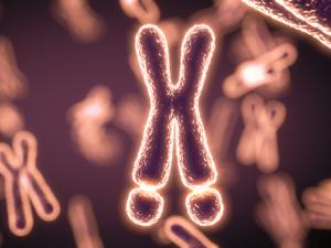 Illustration eines  X-Chromosoms.