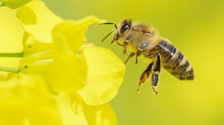 01.05.2023, Niedersachsen, Hannover: Eine Biene fliegt in einem Rapsfeld in der Region Hannover. Foto: Julian Stratenschulte/dpa +++ dpa-Bildfunk +++