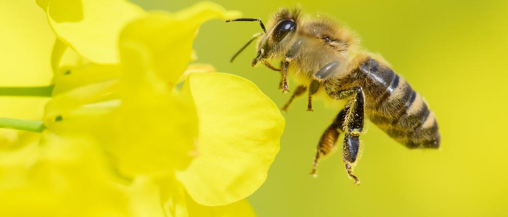 01.05.2023, Niedersachsen, Hannover: Eine Biene fliegt in einem Rapsfeld in der Region Hannover. Foto: Julian Stratenschulte/dpa +++ dpa-Bildfunk +++