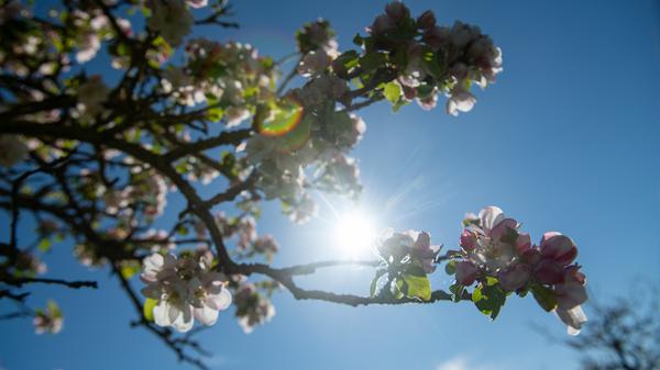 Die Sonne kommt vor blauem Himmel hinter Apfelblüten hervor in Aufhausen, Bayern.
