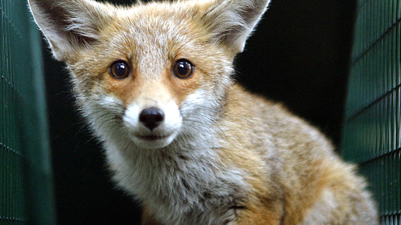 Seuchenbekämpfung Deutschland erstmals tollwutfrei