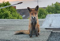Ein junger Fuchs sitzt auf einem Dach in Charlottenburg. Die Bewohner einer Dachgeschosswohnung in der entdeckten das Tier.