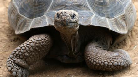 Intelligent oder nicht? Lernfähig sind Galapagos-Riesenschildkröten jedenfalls. Ob sie zu mehr fähig sind, ist aber schwierig zu erforschen. 