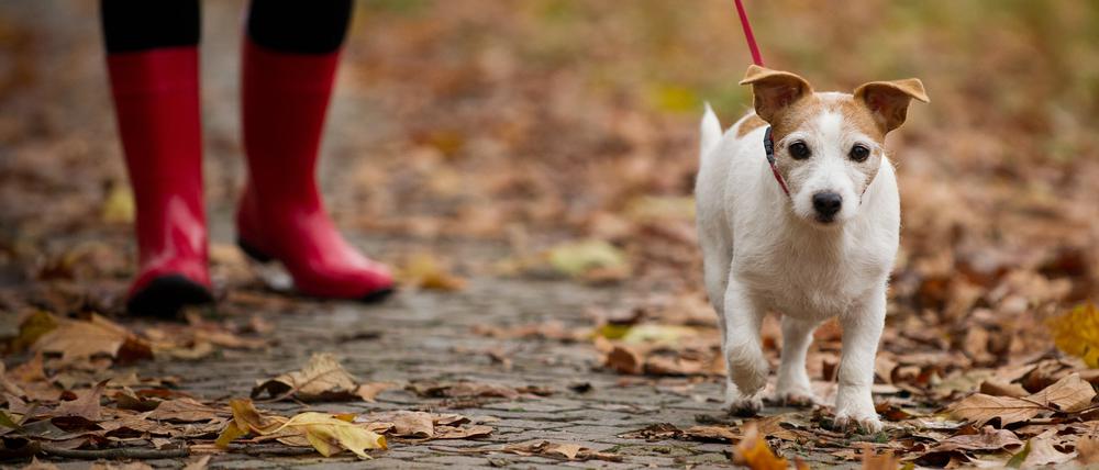 Eine große Zahl der Berliner Hundehalter:innen hat ihre Vierbeiner bislang nicht im zentralen Hunderegister gemeldet. 