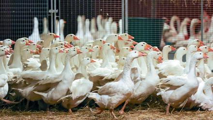 An Weihnachten wird nach Befürchtung von Geflügelzüchtern wegen der kursierenden Vogelgrippe so mancher auf die traditionelle Weihnachtsgans verzichten.