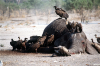 Eine Gruppe Geier schart sich um den Kadaver eines Elefanten,. Das Foto wurde 1999 in Savuti/Botswana aufgenommen.