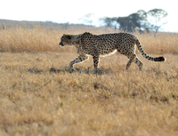 Geparden können bis zu 90 Stundenkilometer schnell werden.