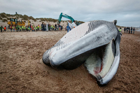 Der Kadaver eines großen Finnwals liegt am Strand in De Haan, nachdem er dort strandete.
