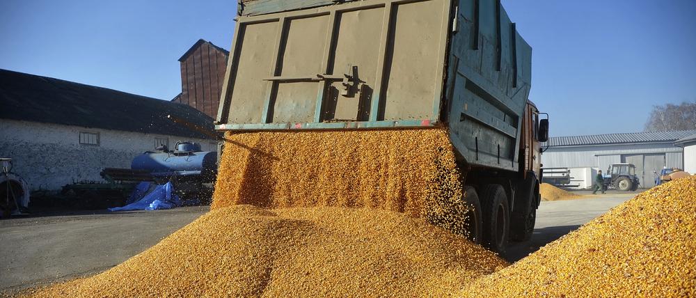 Ein Fahrzeug lädt Mais auf dem Bauernhof Roksana-K in der Ukraine ab. 