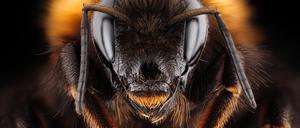 Viele Insektenarten, wie die Wildbiene, finden auf kurzgemähten Flächen kaum Lebensraum. 