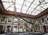 Der ausgestorbene Dinosaurier Brachiosaurus ist viel leichter gewesen als bisher angenommen. Statt den prognostizierten 50 Tonnen für ein Exemplar im Museum für Naturkunde in Berlin soll der gewaltige Pflanzenfresser nur 23 Tonne auf die Waage gebracht haben.
