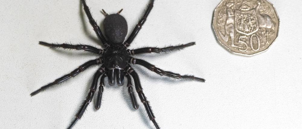 Gefährlicher Rekordfund in Australien: Nördlich von Sydney ist eine riesige männliche Sydney-Trichternetzspinne entdeckt worden. 