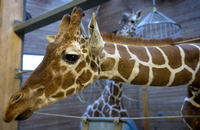 Tausende unterschrieben eine Online-Petition gegen die Tötung der Giraffe Marius im Zoo von Kopenhagen. Doch sie fanden kein Gehör.