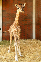Das Giraffen-Baby aus dem Tierpark