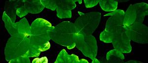 Glühwürmchen-Petunien können dank der Gene einer Leuchtpilz-Art biolumineszieren.