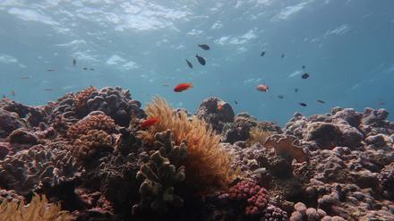 Das Great Barrier Reef in Australien
