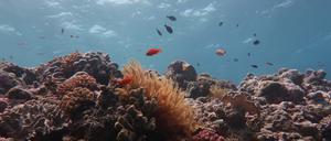 Das Great Barrier Reef in Australien