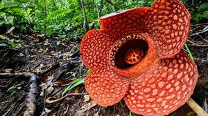 Die Rafflesia kemumu, aufgenommen  im Regenwald von Sumatra. 
